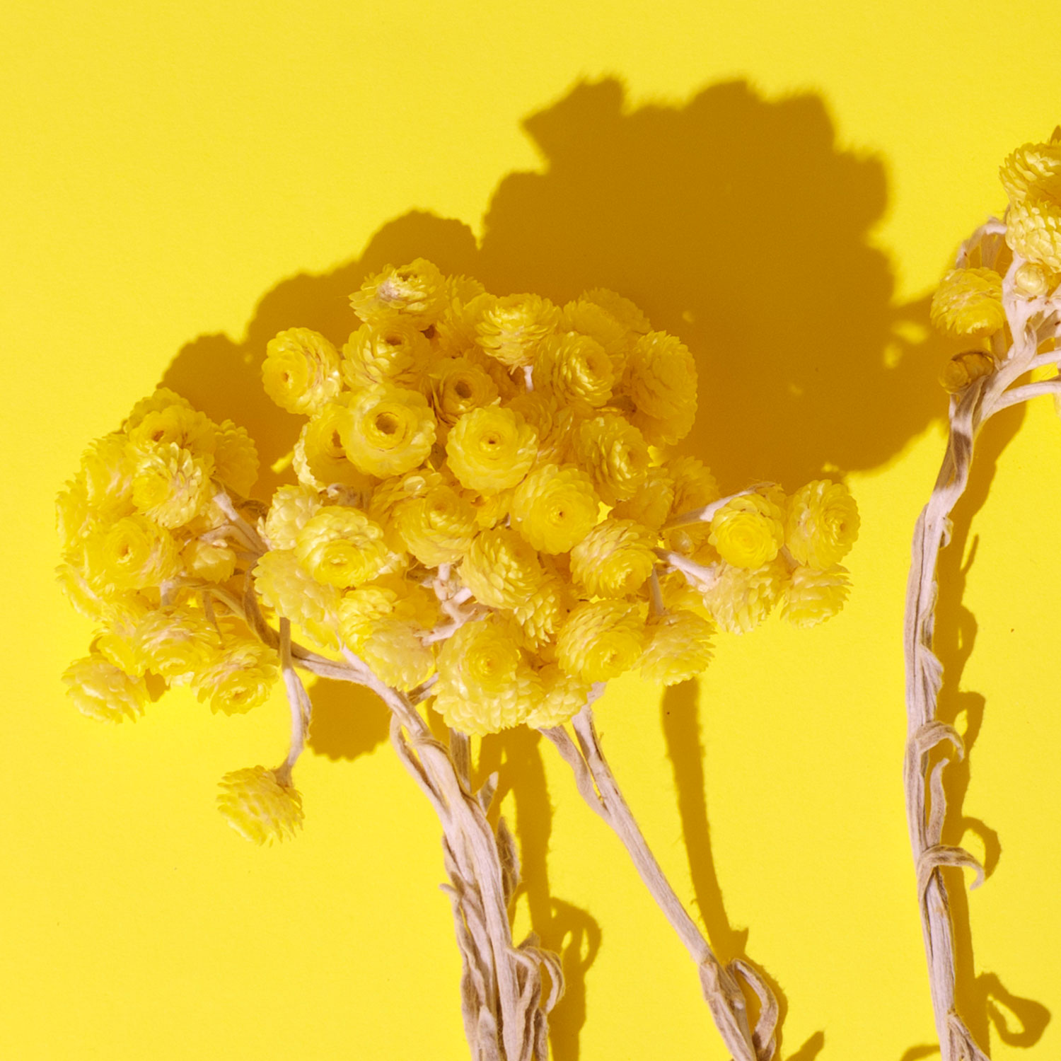 hélichryse italienne